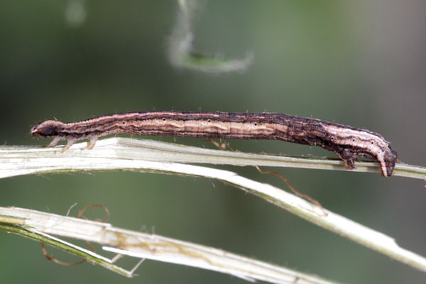 Melanthia procellata: Bild 37