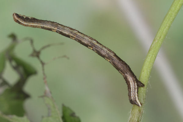 Melanthia procellata: Bild 21