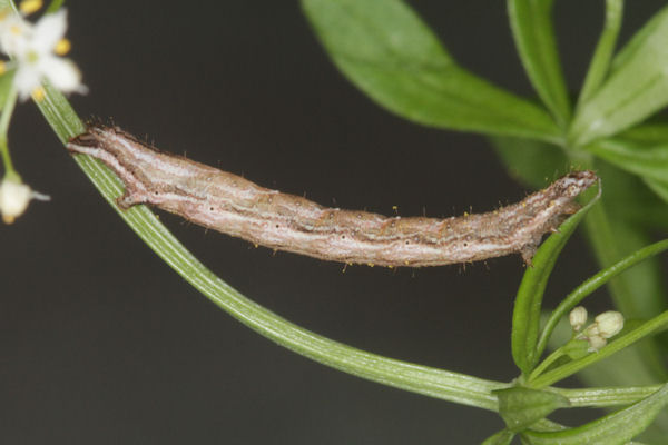 Epirrhoe alternata: Bild 15