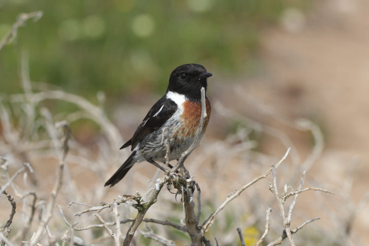 Saxicola rubicola: Bild 1