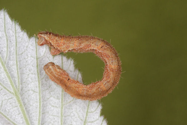 Eupithecia vulgata: Bild 54