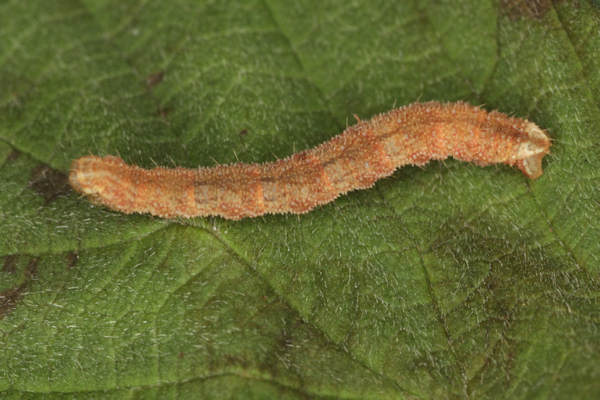 Eupithecia vulgata: Bild 39