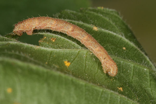 Eupithecia vulgata: Bild 41