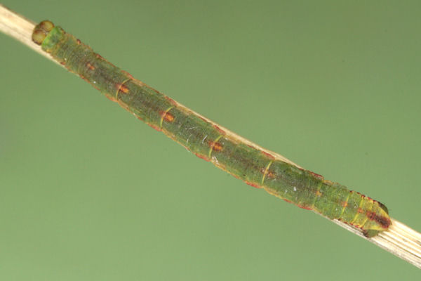 Eupithecia exiguata: Bild 57