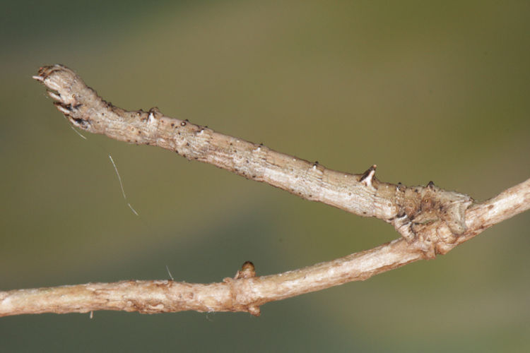 Angerona prunaria: Bild 23