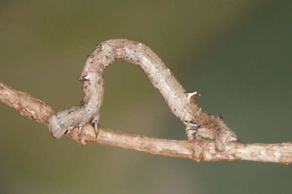 Angerona prunaria: Bild 57