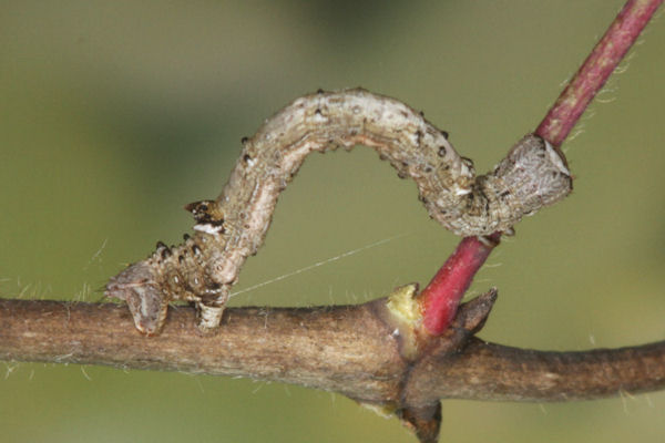 Angerona prunaria: Bild 65