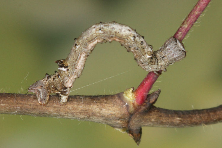 Angerona prunaria: Bild 20