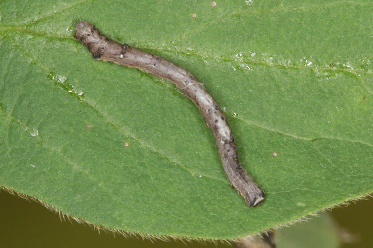 Angerona prunaria: Bild 15