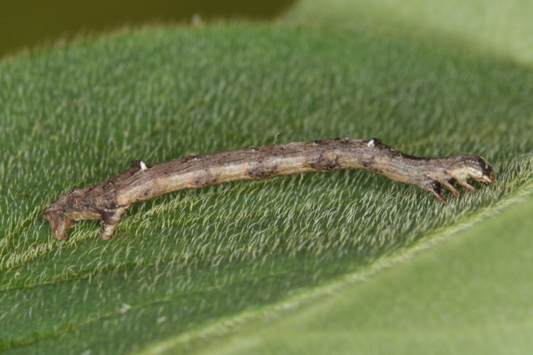 Angerona prunaria: Bild 16