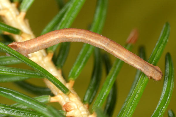 Eupithecia tantillaria: Bild 35