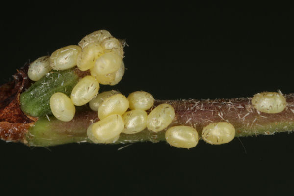Entephria caesiata: Bild 2