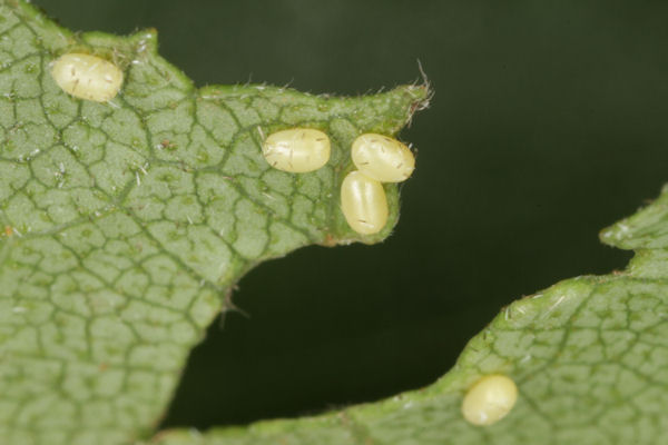 Entephria caesiata: Bild 3