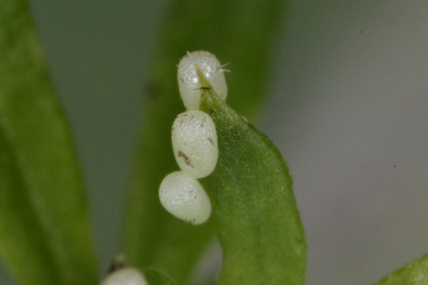 Coenotephria salicata: Bild 3
