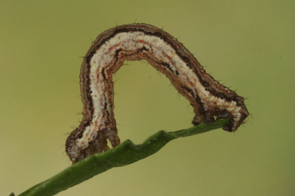 Coenotephria salicata: Bild 18