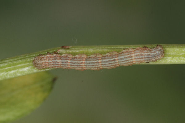 Coenotephria salicata: Bild 11