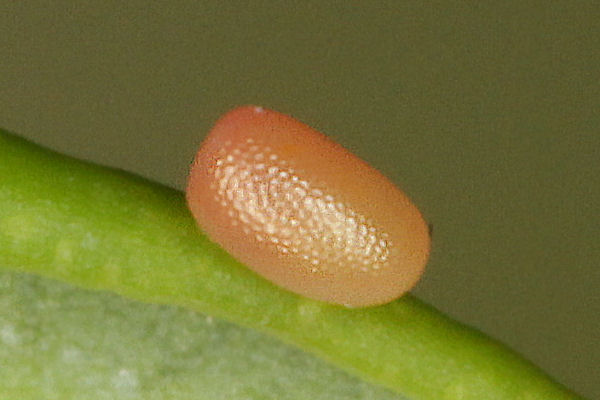 Entephria cyanata: Bild 2