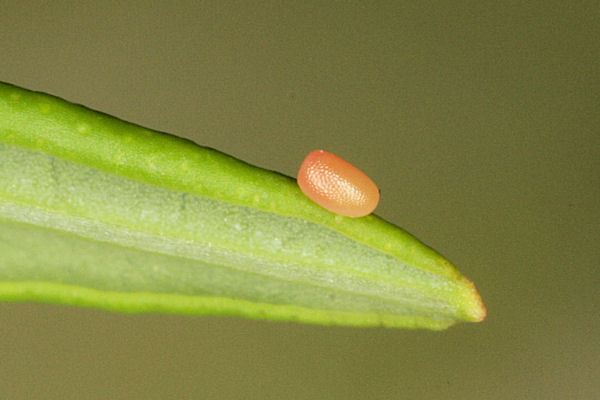 Entephria cyanata: Bild 3