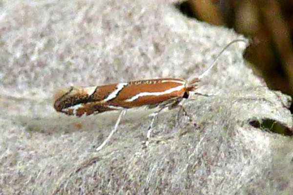 Phyllonorycter sp.: Bild 1