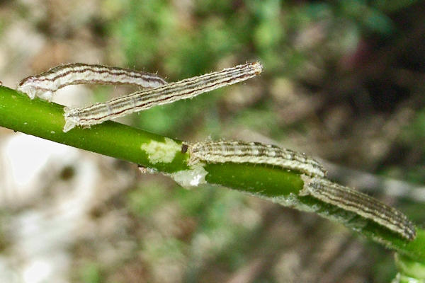 Eupithecia schiefereri: Bild 53