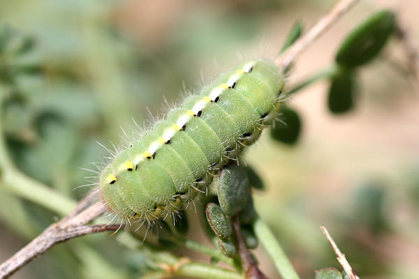 Zygaena fausta: Bild 2