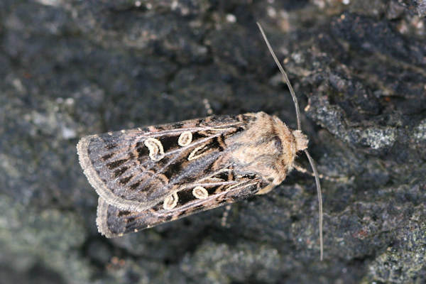 Chersotis alpestris: Bild 1