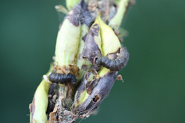 Eupithecia veratraria: Bild 28