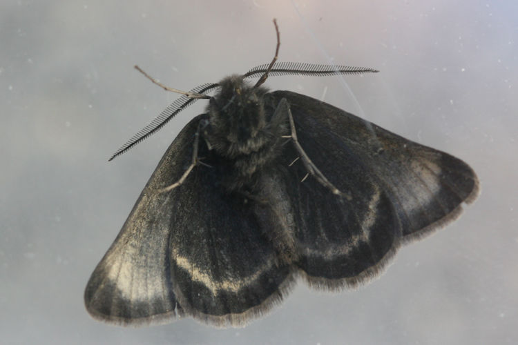 Sciadia tenebraria tenebraria: Bild 3