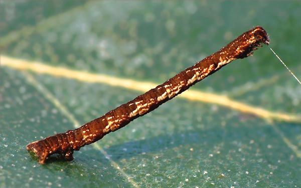 Cyclophora albipunctata: Bild 1
