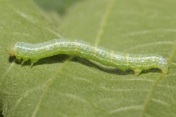 Alsophila aescularia: Bild 30