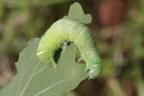 Orthosia cerasi: Bild 2