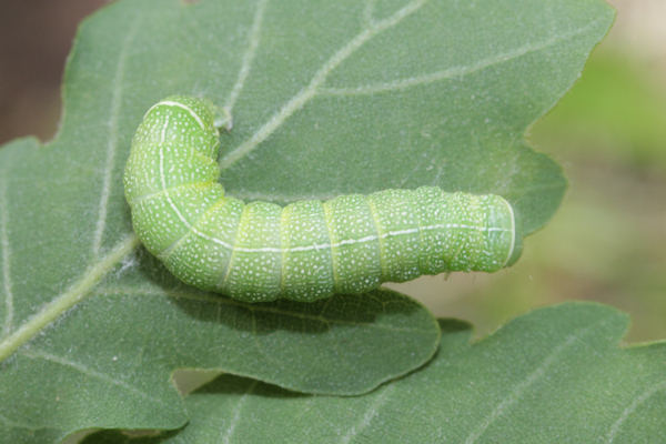 Orthosia cerasi: Bild 3