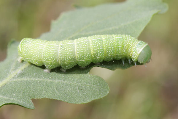 Orthosia cerasi: Bild 4