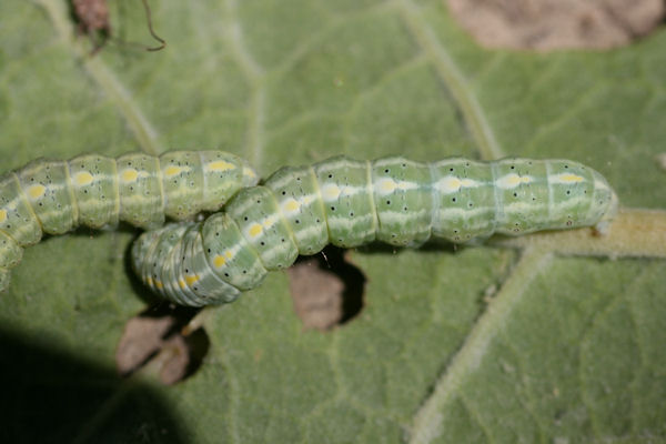 Cucullia thapsiphaga: Bild 2
