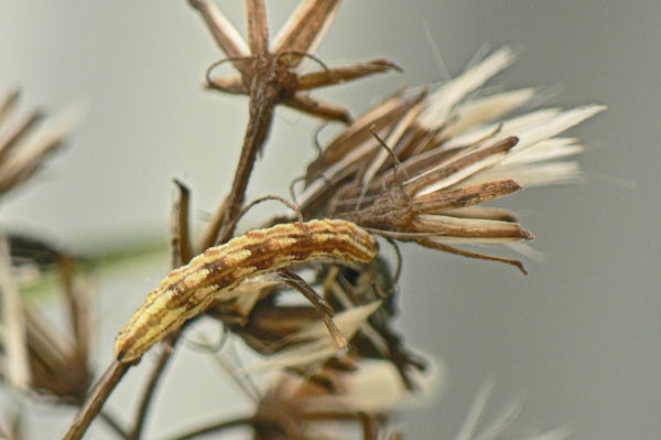 Eupithecia expallidata: Bild 4