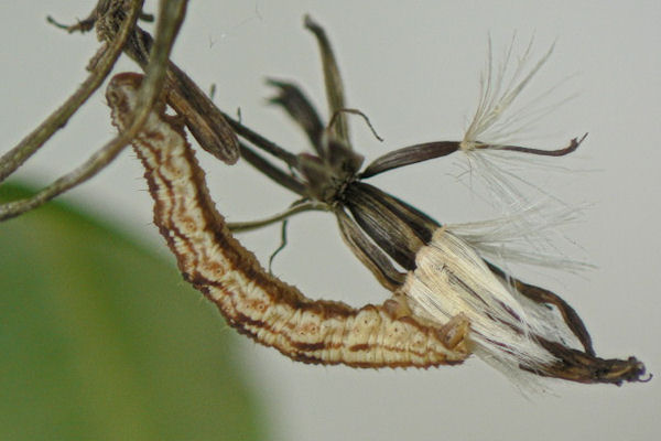 Eupithecia expallidata: Bild 5