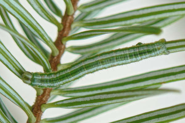 Pungeleria capreolaria: Bild 12