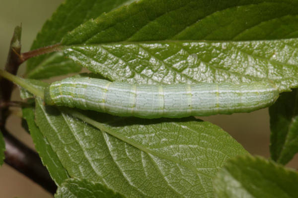 Alsophila aescularia: Bild 12