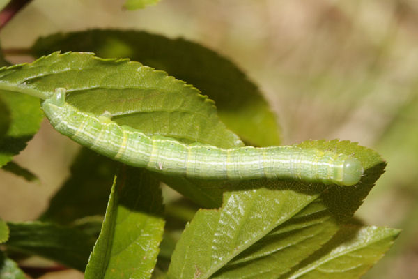 Alsophila aescularia: Bild 34