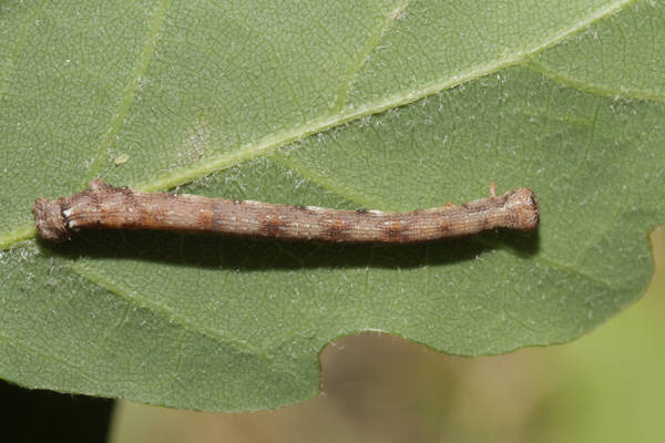 Agriopis marginaria: Bild 37