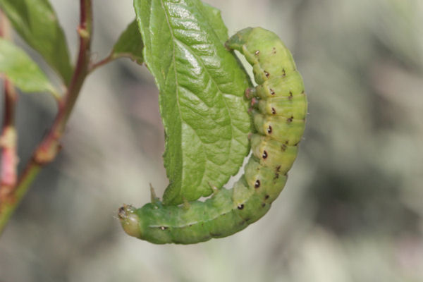 Aporophyla nigra: Bild 6