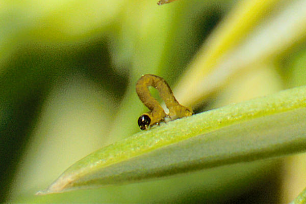 Eupithecia pusillata: Bild 16