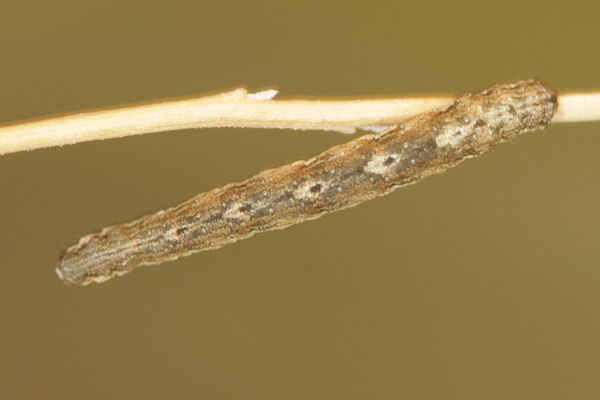 Orthonama obstipata: Bild 41