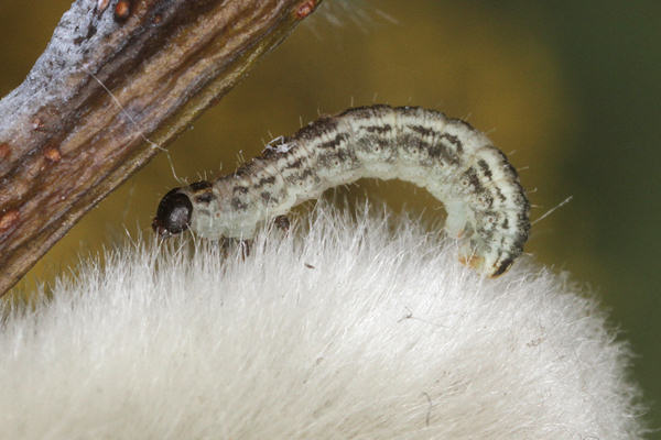 Eupithecia tenuiata: Bild 2