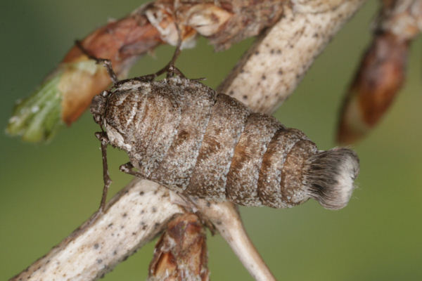 Alsophila aescularia: Bild 15