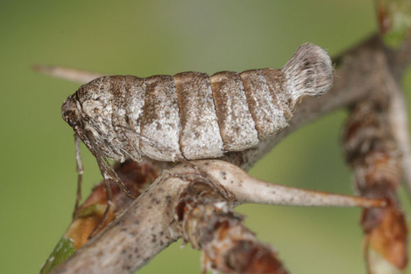 Alsophila aescularia: Bild 16