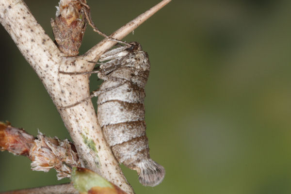 Alsophila aescularia: Bild 17