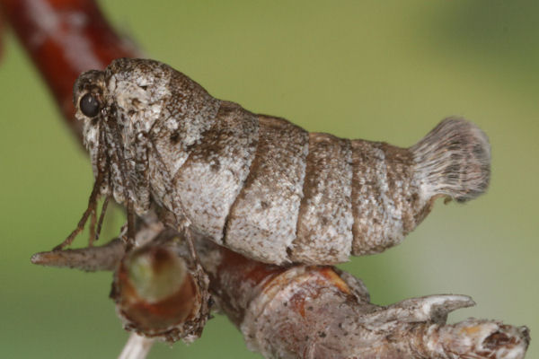 Alsophila aescularia: Bild 18