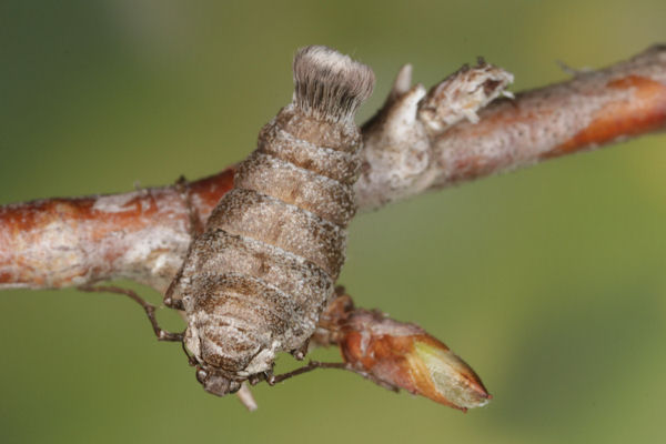 Alsophila aescularia: Bild 19