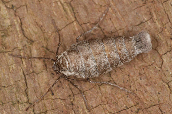 Alsophila aescularia: Bild 21